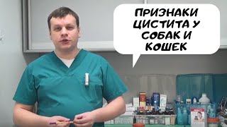 видео Цистит у кота: причины, признаки, лечение и профилактика