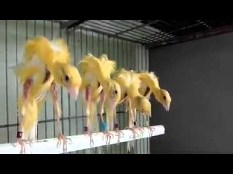 Ini Baru Ciri Ciri Burung Kenari Seri F1ys F2ys F3ys F4ys Dan