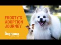 Old Man Frosty&#39;s Adoption Journey | The Dog House Australia | Channel 10