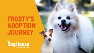 Old Man Frosty's Adoption Journey | The Dog House Australia | Channel 10