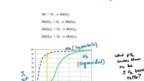 E Hemoglobin cooperative binding 200811