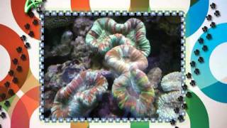 在家裏建立你的微型大堡礁 APLUS 20110830