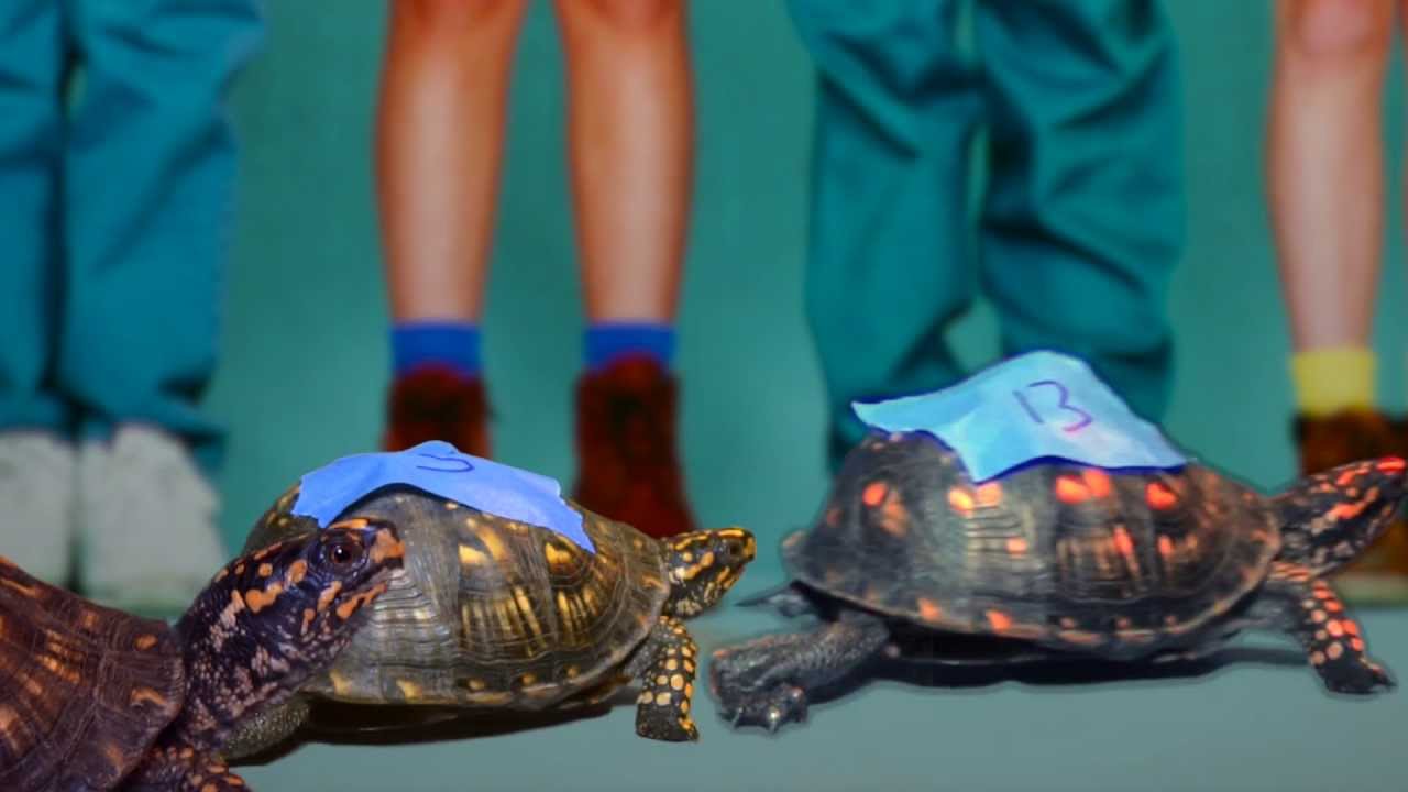 maryland board of nursing End the Derby - The Dangers of Turtle & Frog Races