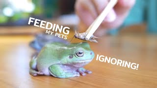 Slow living at home│Feeding my pets❤️️