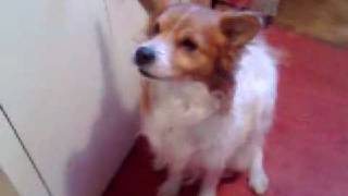 Cane miko e aspirapolvere