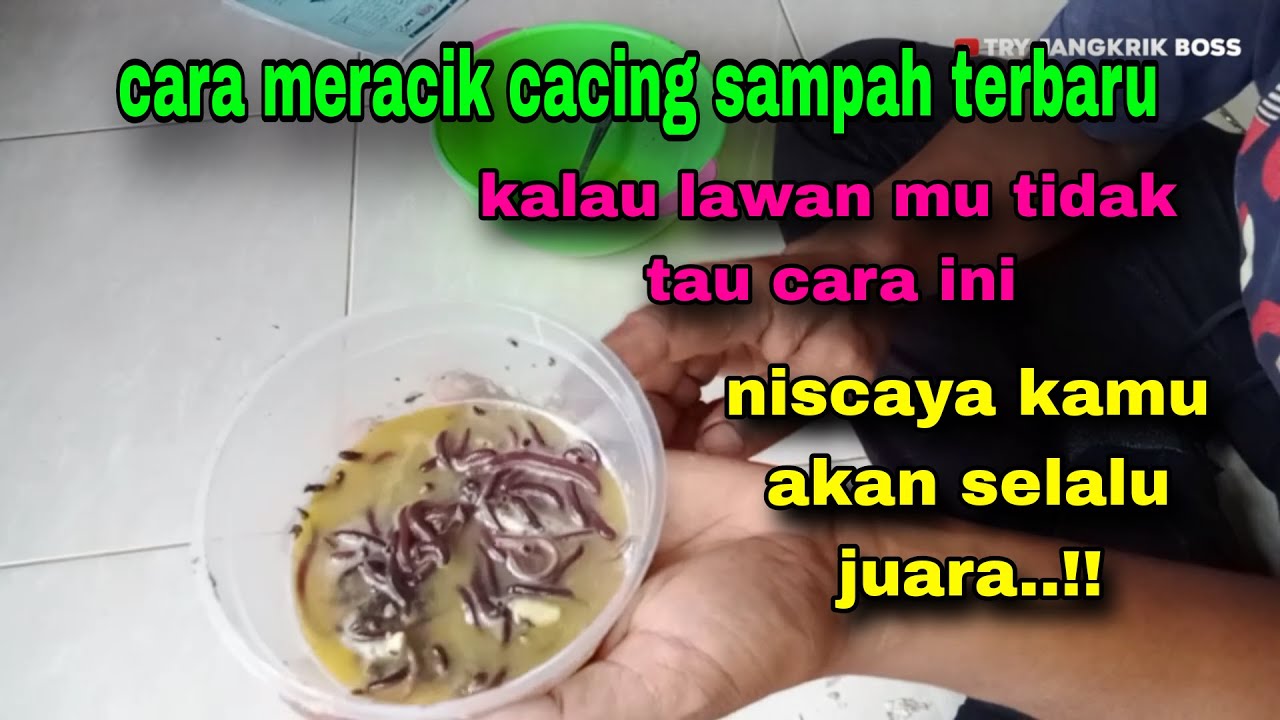 RACIKAN JITU CACING SAMPAH untuk Galatama lele dan harian paling gacor saat ini #66