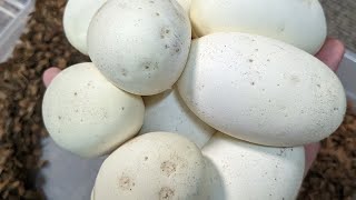 Surprise Eggs From Our VOLTA Ball Python!