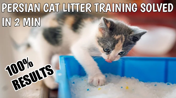 Video 2031791: persian kitten training, persian cat training, kitten litter training