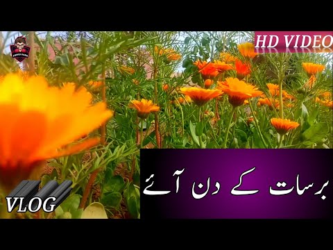 baharo-phool-barsao-🌼🌻🌹vlog/-finder-rana