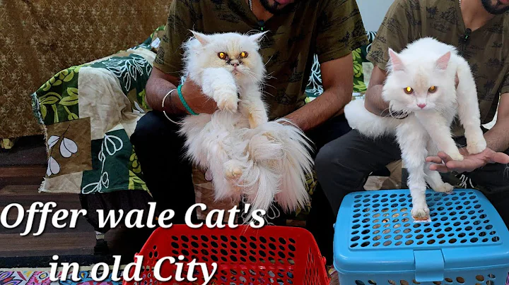 Video 6284351: persian cat, pet farms, punch face cat, cat old