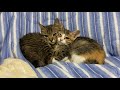 ハート型で寝る保護子猫2ニャンコと先住猫のこむぎさん(*^ω^*)