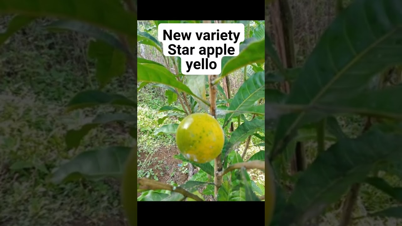 yellow star apple new variety.