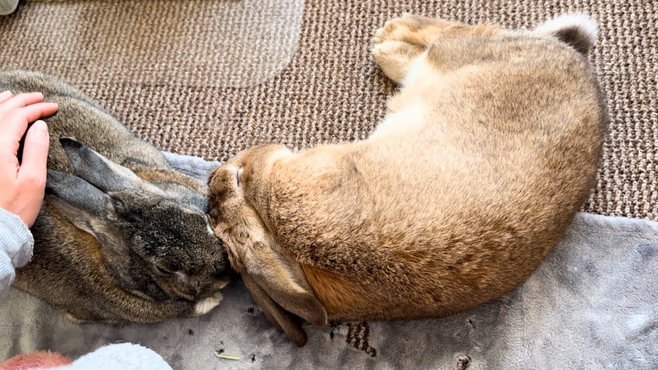 Bunny Relieved when Owner Returns!😀🐰 - YouTube