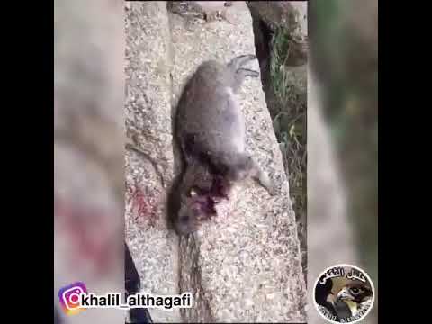 مقناص خليل الثقفي