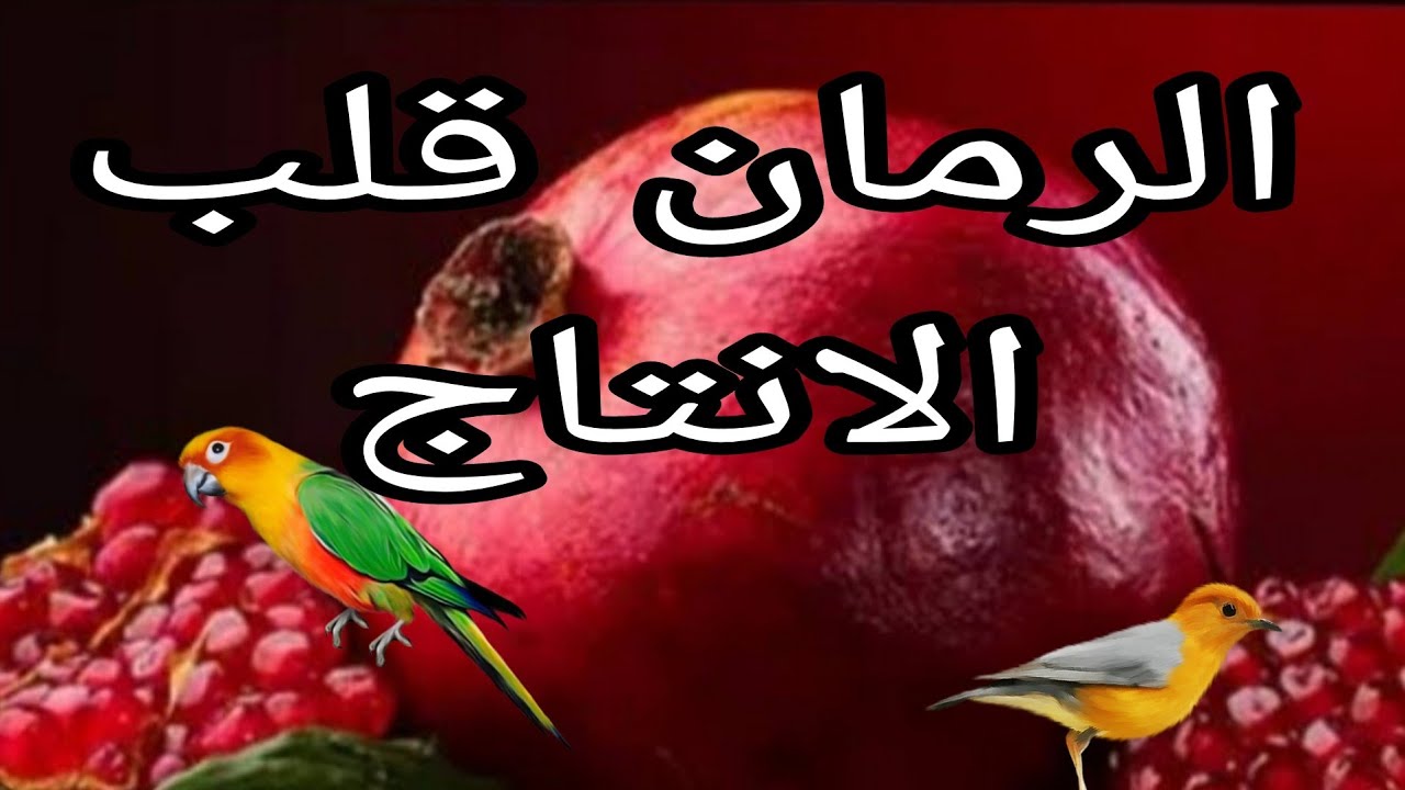 خليت العصافير تاكل رمان ٠وشفت نتيجة مش متوقعة ❗️❗️