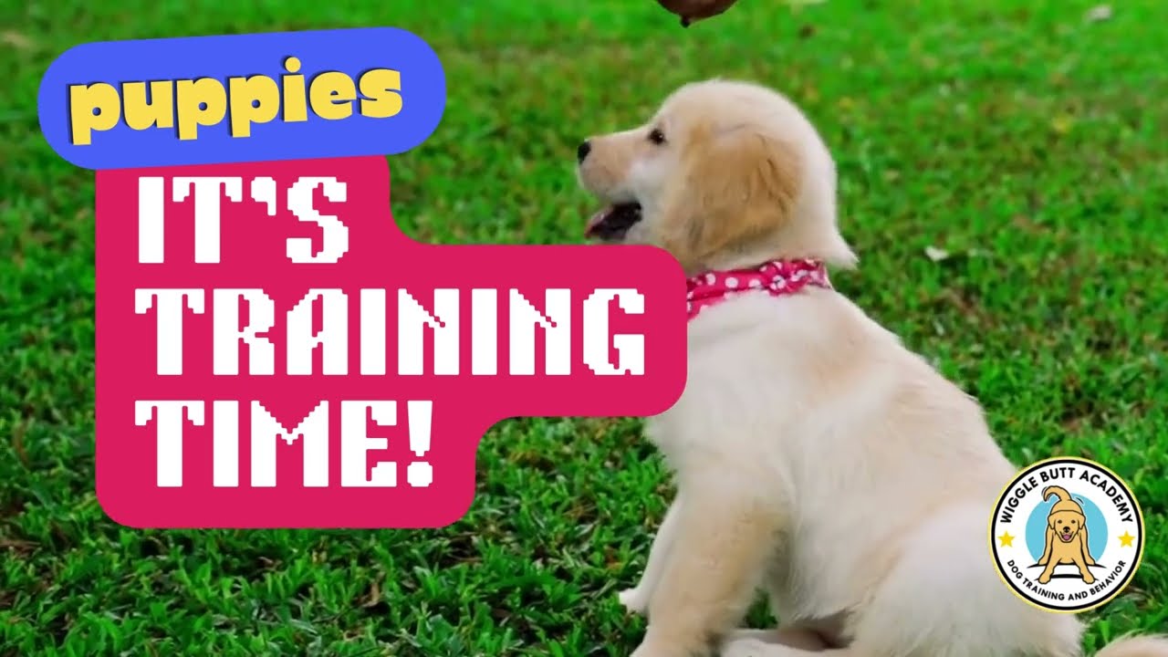 Wiggle Butt Training - All Ages for Family Dogs