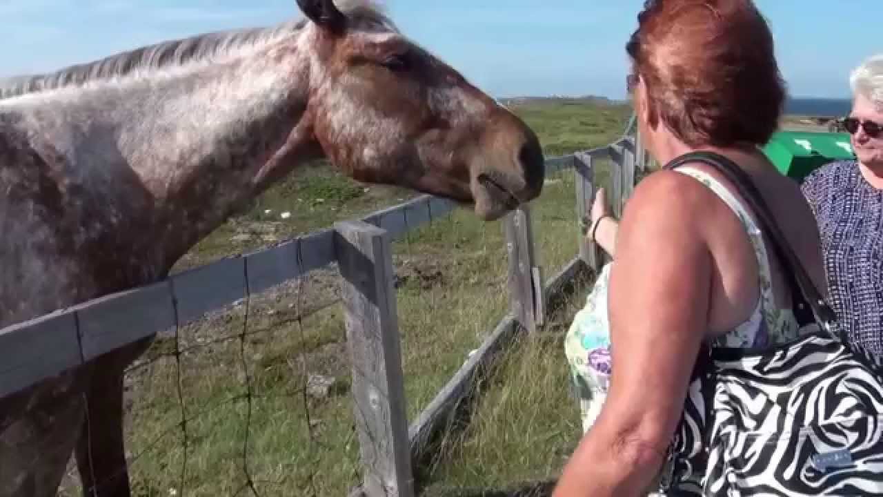 Bonavista NL YouTube