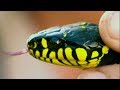 Venomous Snake Hiding on Tree!  | Deadly 60 | Earth Unplugged