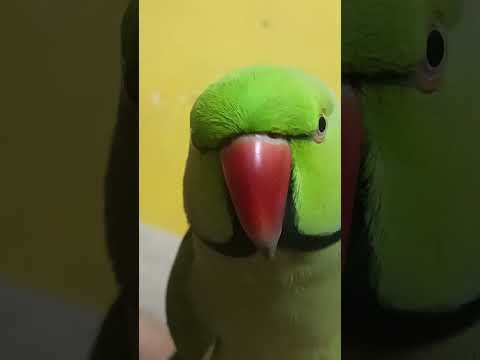 mithu Saying Mithu Mithu #viral #funny #talkingparot #parrot #ytshorts #birds #cute #mithu #love