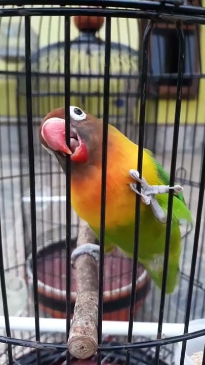 AMEL LoveBird Ngekek Cililin, Kenari Panjang Istimewa