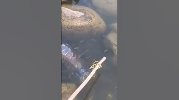 câu cá bằng chai nhựa