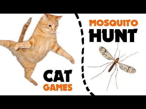 Games-for-cat-★-MOSQUITO-hunt-on-screen