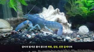 파란색의 가재 블루 랍스터 카스토르를 소개합니다. crayfish blue claw yabby Cherax Destructor