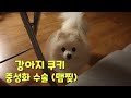 강아지 쿠키의 중성화 수술