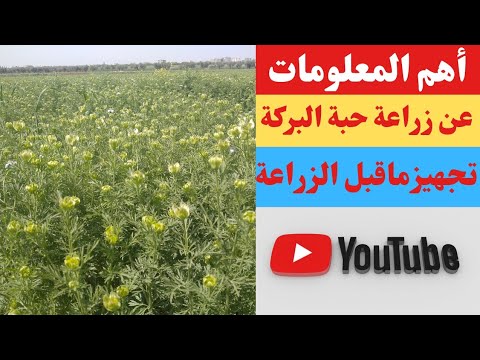 أهم المعلومات عن زراعة حبة البركة اوالحبة سودة