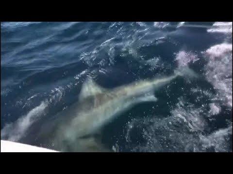 Florida Fishermen Catch 13-foot Great White Shark