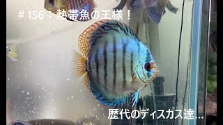 初心者の方「熱帯魚の王様ディスカス」を飼ってみませんか 熱帯魚の王様ディスカスとは！異彩を放つ美しいディスカスの魅力を解説