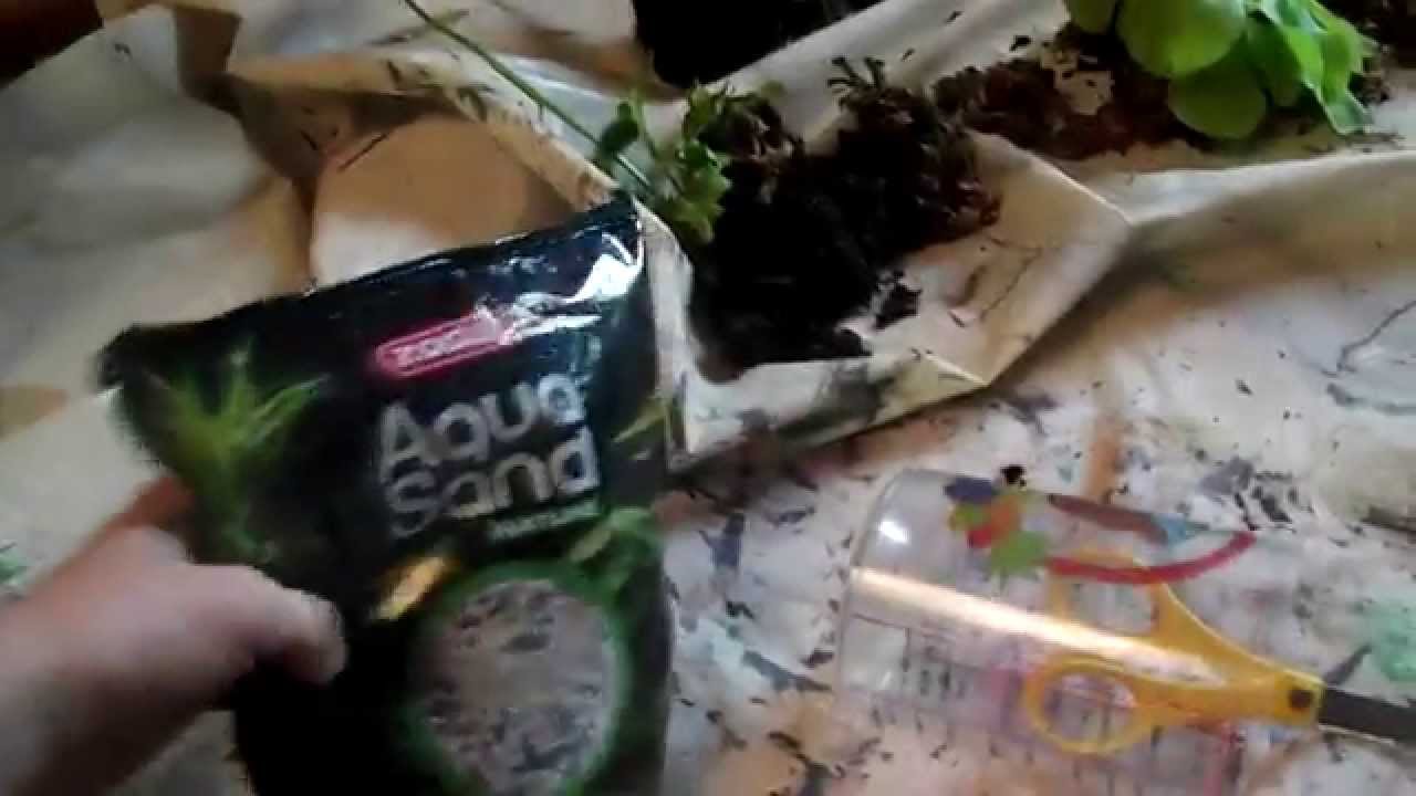 Mes plantes carnivores: le rempotage (substrat, mélange, décoration)