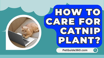 How To Care For Catnip Plant? - PetGuide360.com