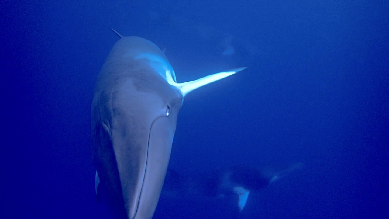 Swimming With Dwarf Minke Whales