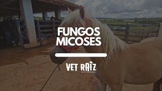 Fungos de Micoses | Vet Raiz | Dr André Simon