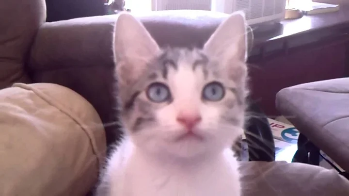 Video 1304561: shorthair longhair kittens, longhaired japanese bobtail, japanese bobtail kittens born, kitten blue eyes