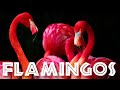 Flamingos: Fascinating Facts and Features