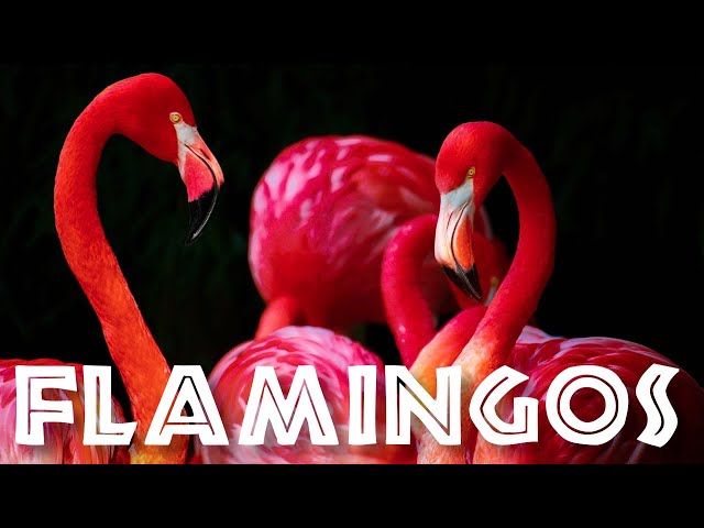 All About Flamingos for Kids: Animal Videos for Children - FreeSchool class=