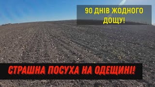 Страшна ПОСУХА на Одещині! 90 днів без дощу!