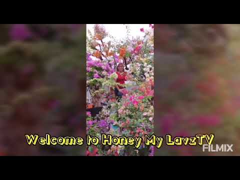 Different Kinds Of Bougainvillea Flower Part II Variegated Bombels HoneymylavzTV