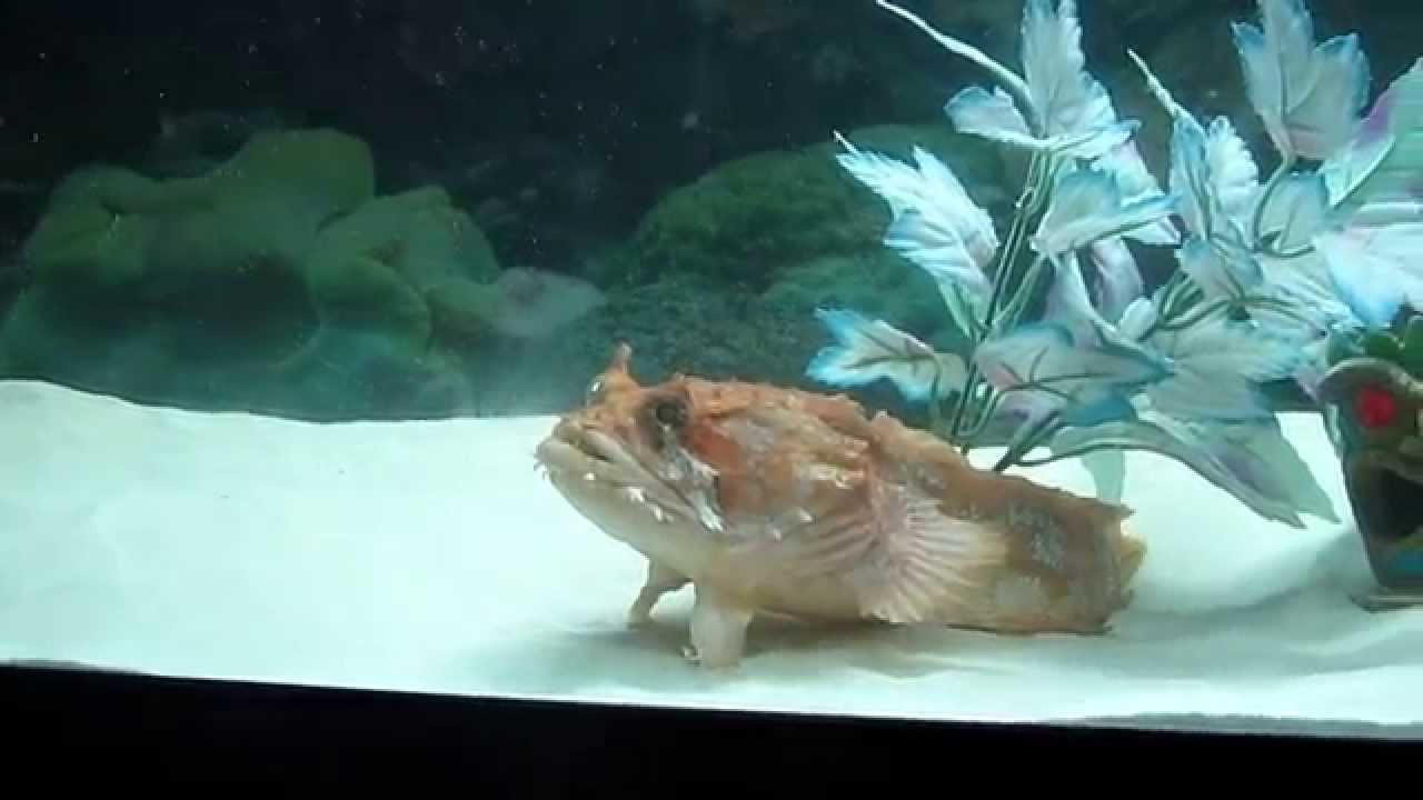orange toadfish, crush, feeding time! YouTube