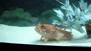 orange toadfish, crush, feeding time! Orange Toadfish Feeding