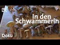 Pilze sammeln: Paul Enghofer in den Schwammerln | Zwischen Spessart und Karwendel | Doku | BR