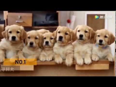 盘点十大适合新手养的狗狗 | Check out the top ten dogs for novices