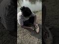 Big fish fishing in pond by small girl #shortfishing #fishing