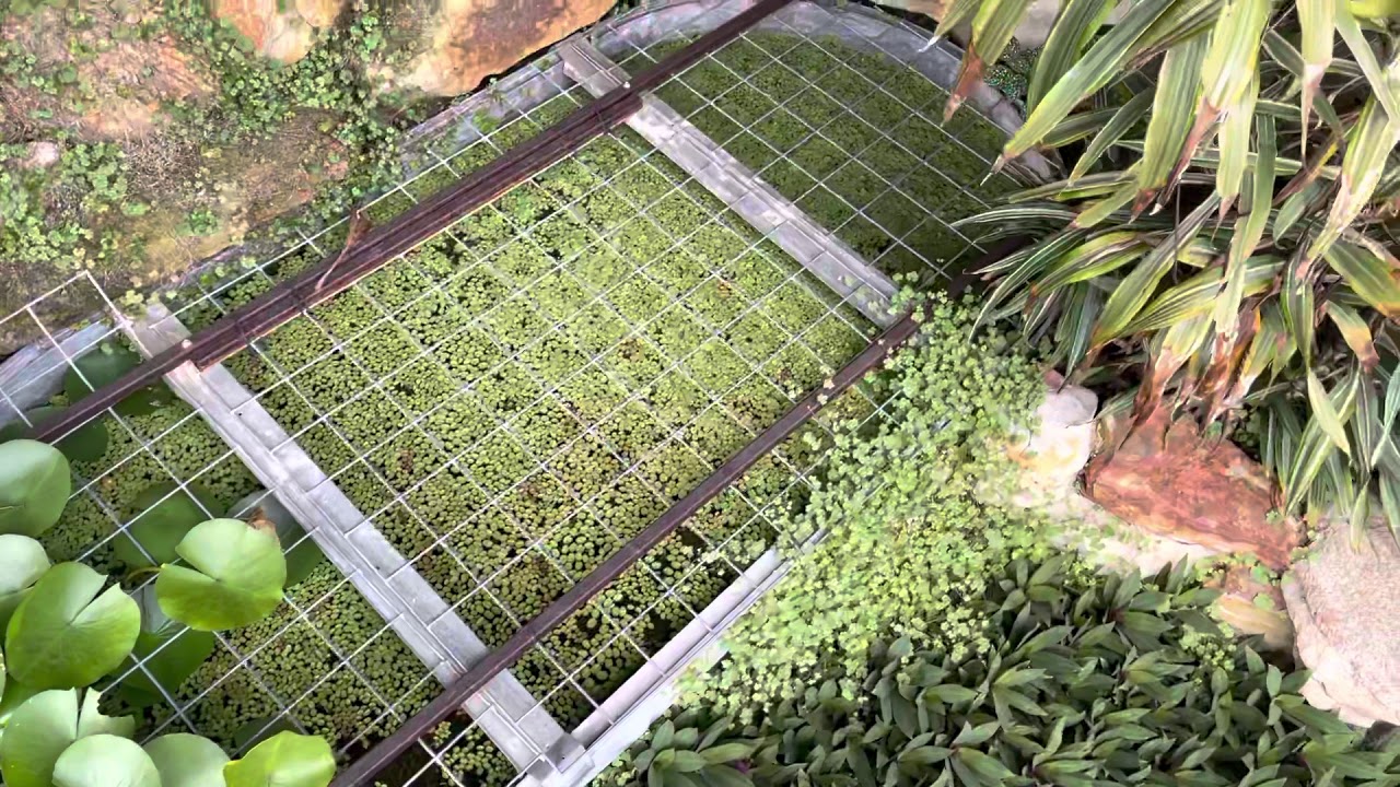 Why floating plant is illegal!