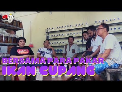 Ketika pakar cupang kumpul