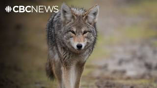 Coyote reportedly bites 16-year-old in Markham: police