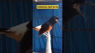 Download Lagu Muraibatu isian cililin nembak panjang #rajanabirdfarm #pancinganmuraibatu #masteranmuraibatu #murai MP3 Download Lagu Muraibatu isian cililin nembak panjang #rajanabirdfarm #pancinganmuraibatu #masteranmuraibatu #murai MP3