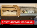 Как кот хотел песчанок съесть